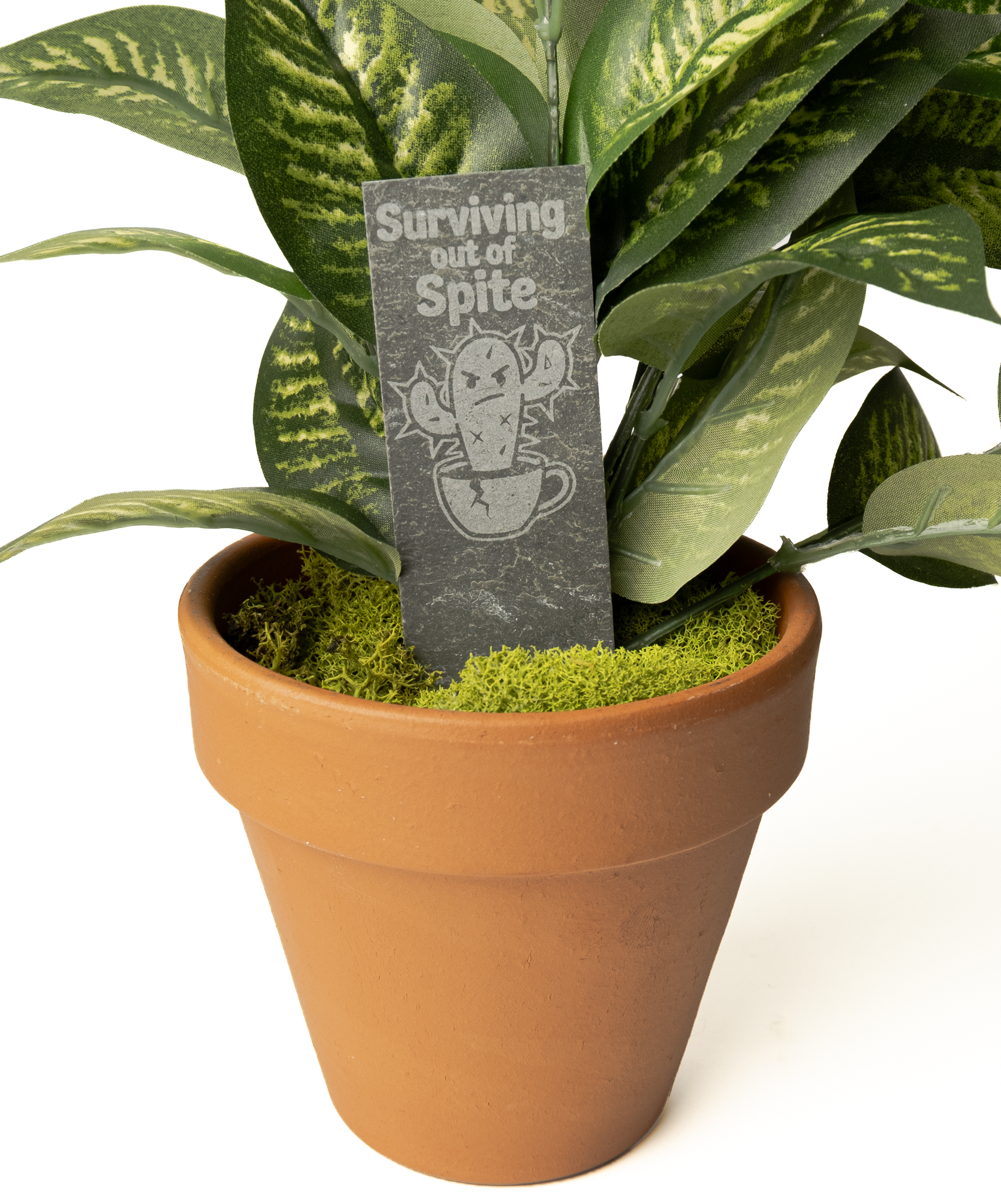 A terracotta-colored plastic pot filled with green and white variegated snake plant leaves, bright green moss, and a small dark gray tag that reads 'Surviving the big bite' with a cartoon cactus in a cup.