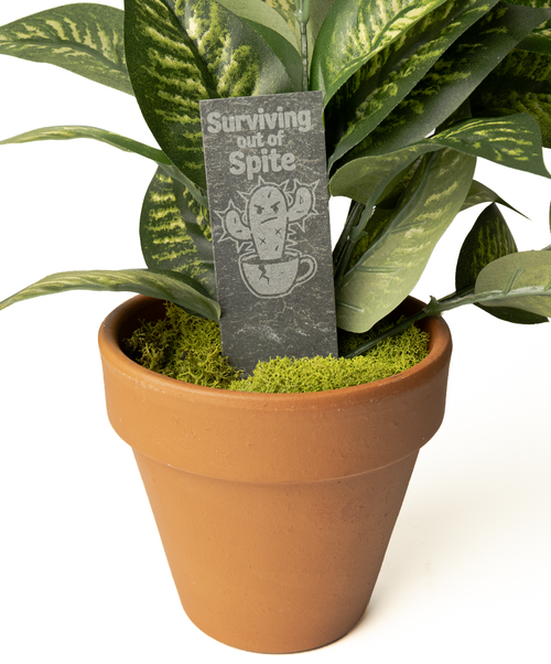 A terracotta-colored plastic pot filled with green and white variegated snake plant leaves, bright green moss, and a small dark gray tag that reads 'Surviving the big bite' with a cartoon cactus in a cup.