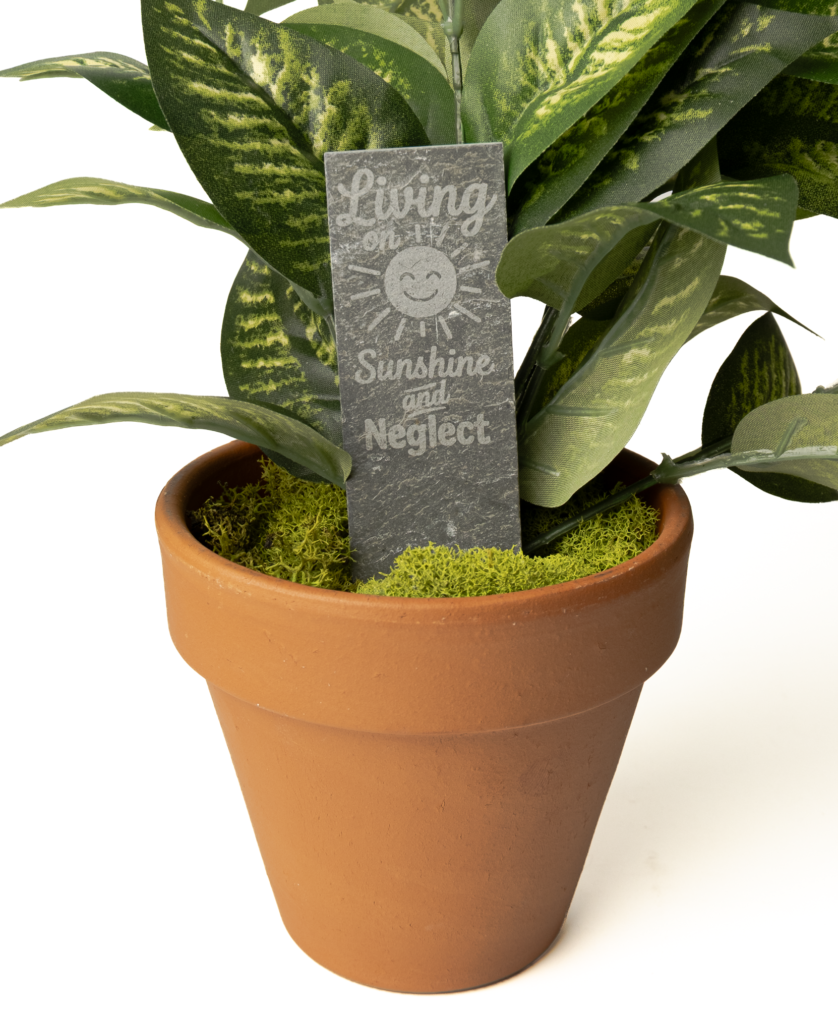 A potted artificial snake plant in a classic terracotta pot with green moss and a small engraved slate sign that reads 'Living on it Sunshine and Neglect'.