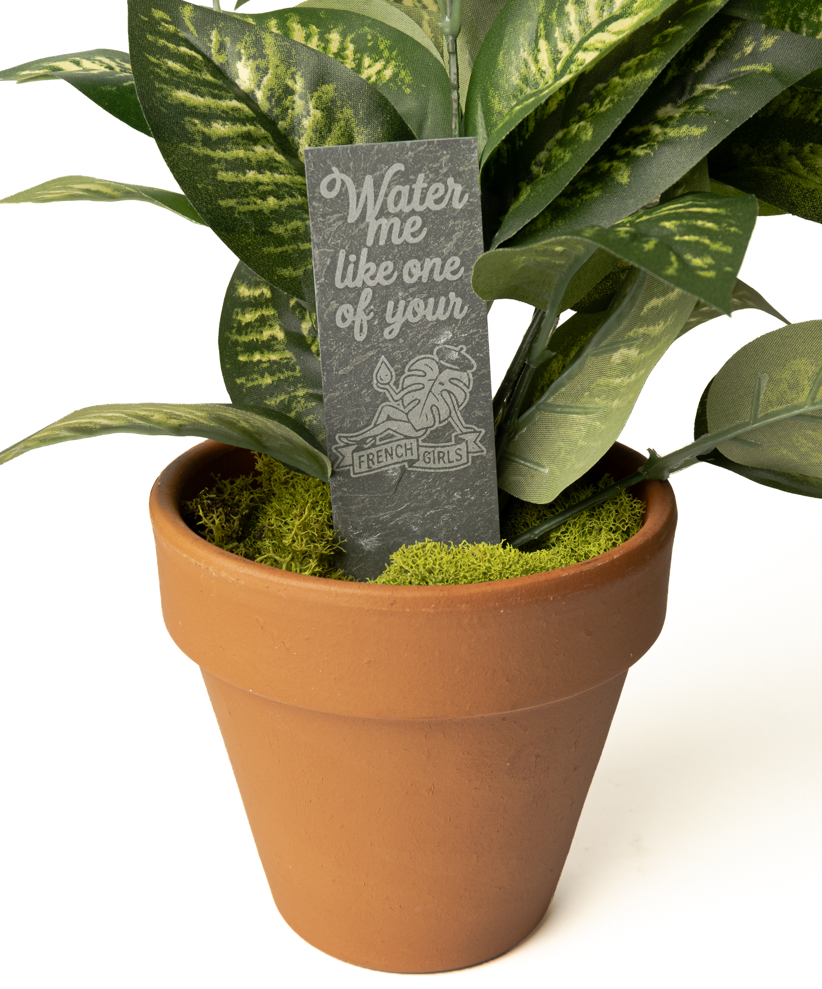 A terracotta-colored clay planter holding a green and white variegated houseplant, with bright green moss around the base and a small dark slate tag that reads 'Water me like one of your' with a French flag illustration.
